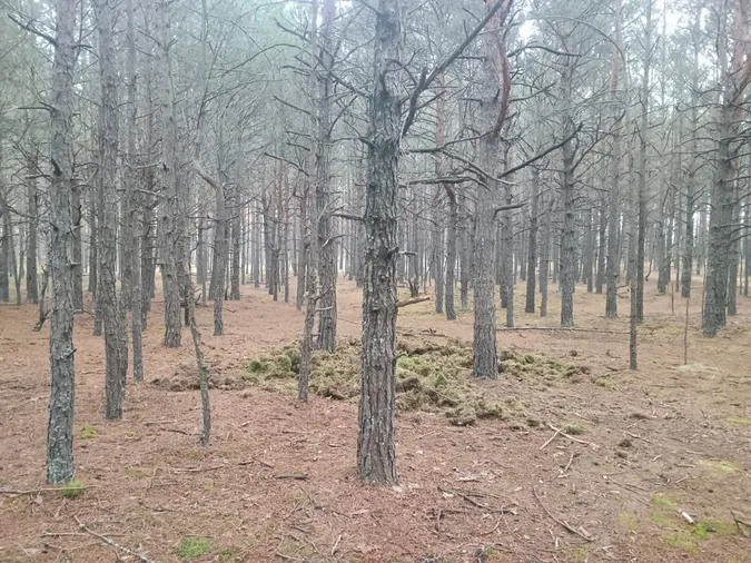 У лісі на Волині виявили гори сміття (фото)