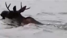 У Ковелі рибалки помітили у водоймі лося (відео)