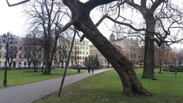 #Сім_сорок. НедоРИГАний Луцьк: дерева