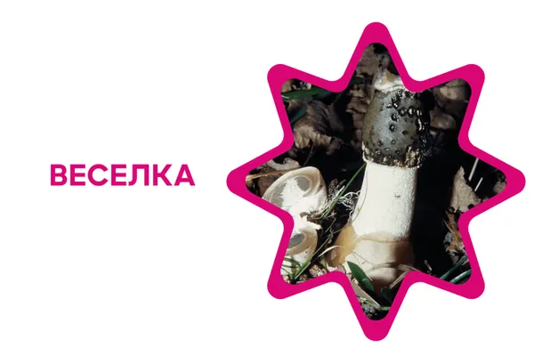 Еротичний мацутаке, казанок відьми, міцна веселка: 7 дивовижних фактів про гриби України (фото)