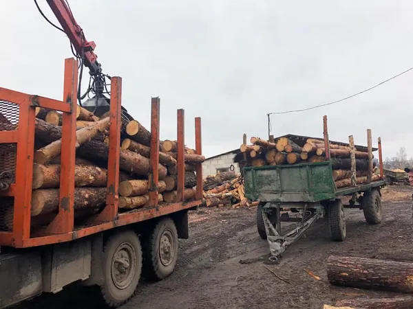 У Камінь-Каширському районі на пилорамі знайшли сосну без документів (фото)