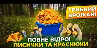 Білі, лисички та рижики: у лісах на Волині збирають повні відра грибів (фото, відео)