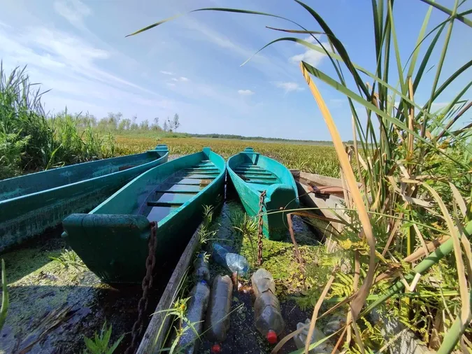 Рослина-хижак і реліктовий кущ: що знайшли на волинському болоті під білоруським кордоном (фото)