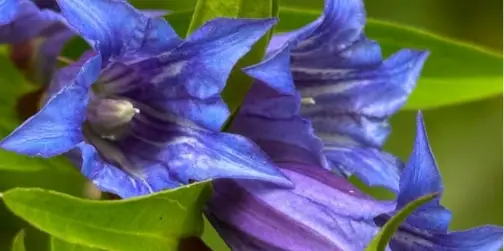 У лісі причаївся дивовижний синій вогник (фото)