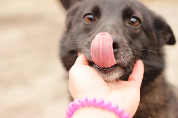 Пухнасті і самотні: добірка милих котиків і песиків із луцької «Ласки» (фото)