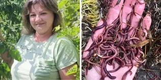 Перетворюють відходи на «чорне золото»: як на Волині вирощують каліфорнійських черв'яків (фото)