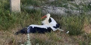 У селі на Волині шукають фахівців, аби врятувати пораненого лелеку