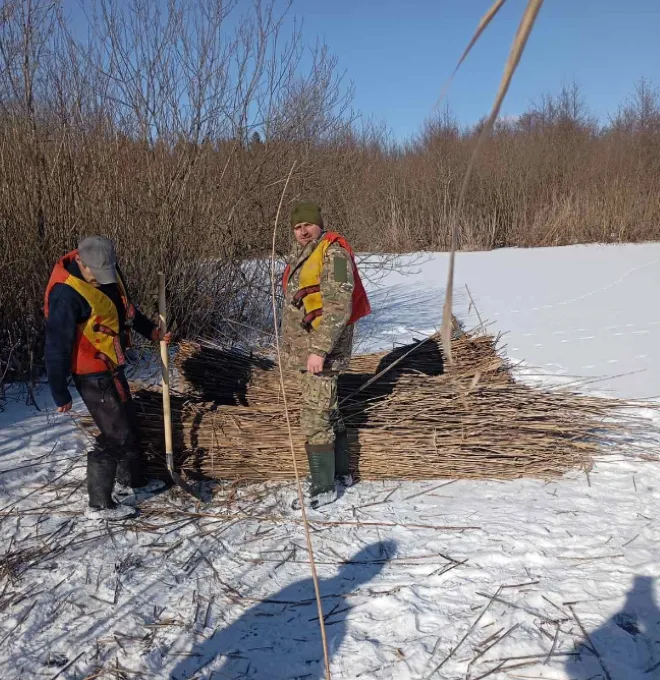 В нацпарку на Волині заготовляють очерет: для чого він потрібен (фото)