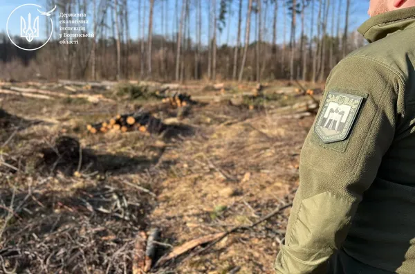 На Ковельщині незаконно зрубали десятки дерев
