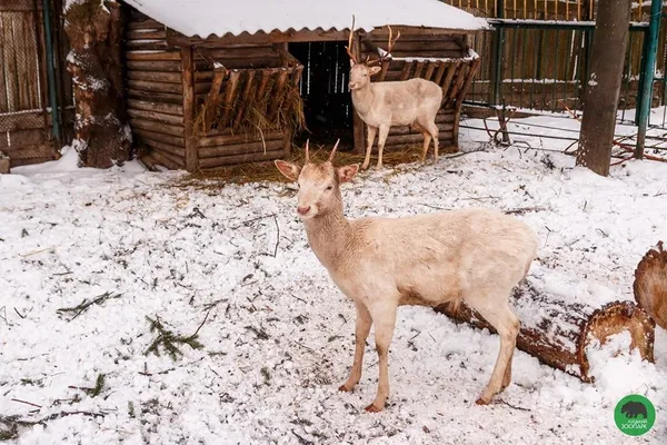 Як зимують мешканці Луцького зоопарку (фото) 