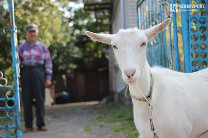 Бабине літо у селі під Луцьком (фото)