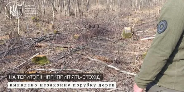 Скандал на Волині: у нацпарку незаконно зрубали 362 дерева (фото)