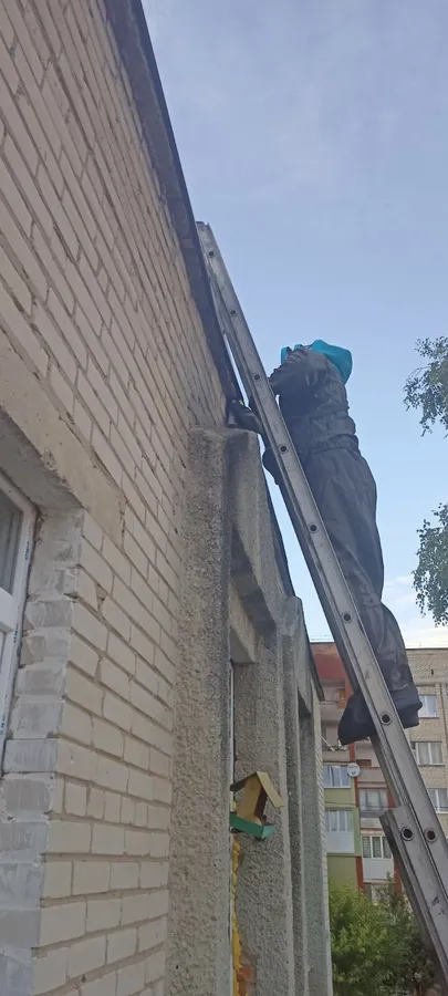 У дитсадку в Нововолинську знешкодили гніздо шершнів (фото)