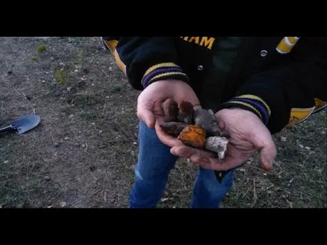 Волинські бурштинокопачі вихваляються в соцмережах «уловом»