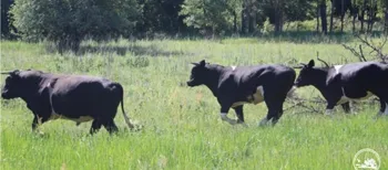 У лісах Полісся свійські корови стали дикими, але пам'ятають стежку додому (фото)