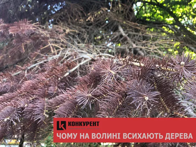 Клімат змінюється: чому Волинь втрачає дерева