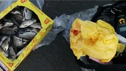 Через два кілограми карасів волинянка піде під суд (фото)
