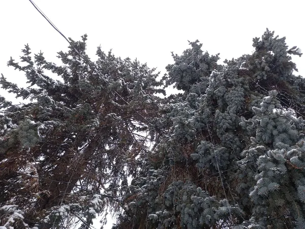 Луцьк готується до Нового року: почали встановлювати та прикрашати ялинки (фото, відео)