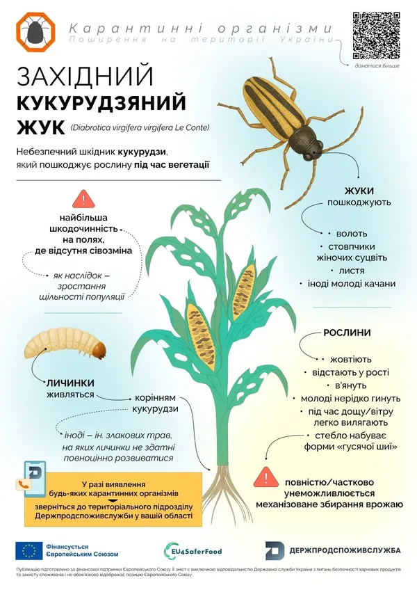 Перетворює стебло на «гусячу шию» і нищить врожай: на Волині попередили про небезпечного шкідника