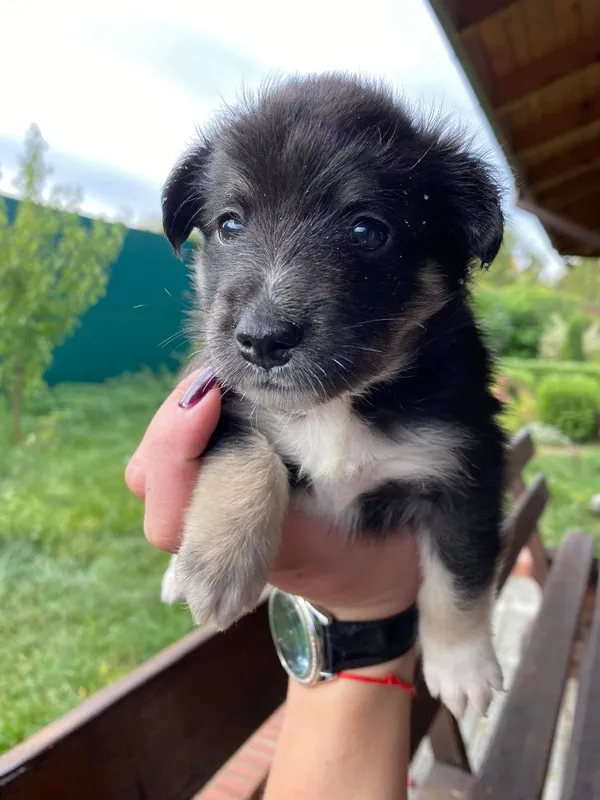 Під Луцький зоопарк підкинули кошеня: собаки задушили тварину (фото 18+)