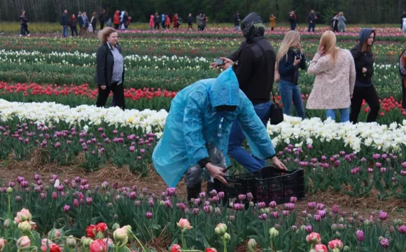 Цибулини з фестивалю тюльпанів на Волині продаватимуть