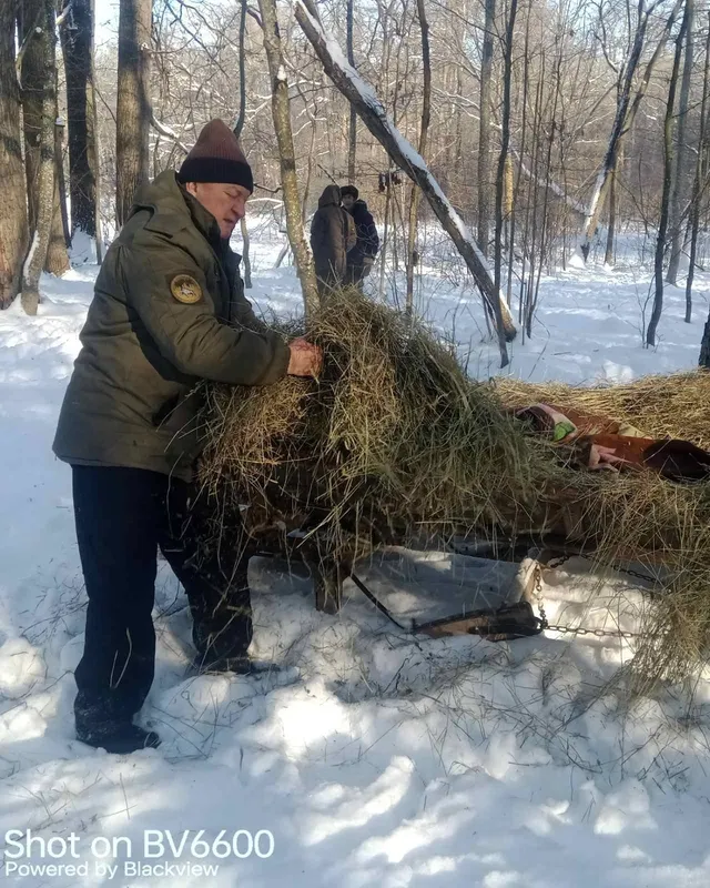 Як в нацпарку на Волині допомагають диким тваринам пережити сніжну зиму (фото)