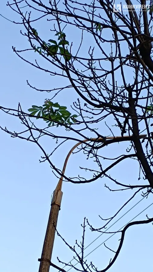 Природна аномалія: в осінньому Луцьку розцвів каштан (фото)