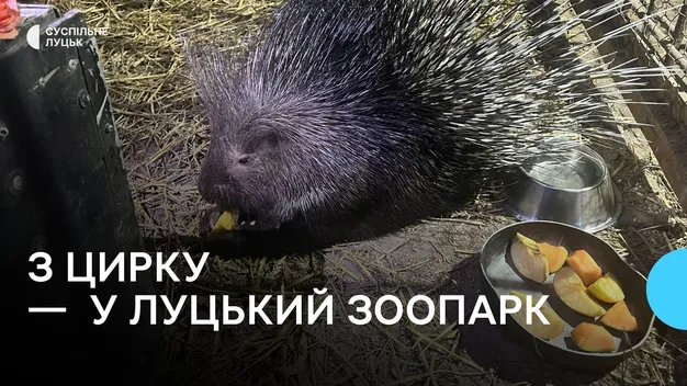У Луцькому зоопарку з'явився дикобраз Тоша (фото, відео)