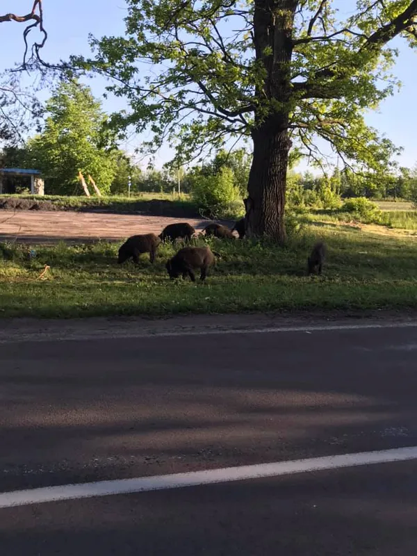 У Луцькому районі біля зупинки паслися дикі кабанчики (фото, відео)