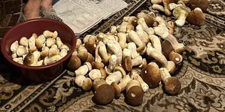 «У неї свої місця»: волинянка приносить з лісу по кілька відер білих за раз (фото)
