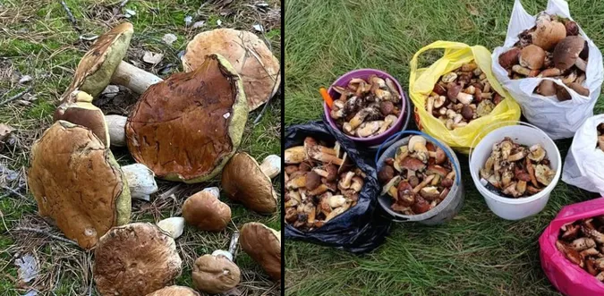 Кілограмові гіганти: якими грибами тішать маневицькі ліси (фото)