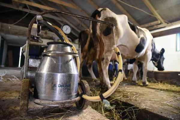Молочні продукти у магазинах вже дорогі – але фермер при цьому в мінусі