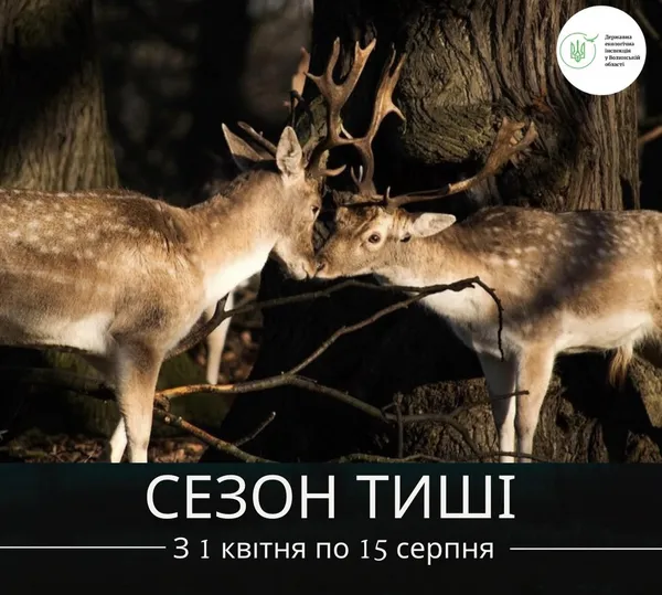Не відволікайте: на Волині розпочався «сезон тиші» для диких тварин