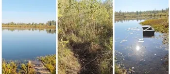 На Поліссі серед хащів та трясовини причаїлося озеро, де водиться чимало риби (відео)