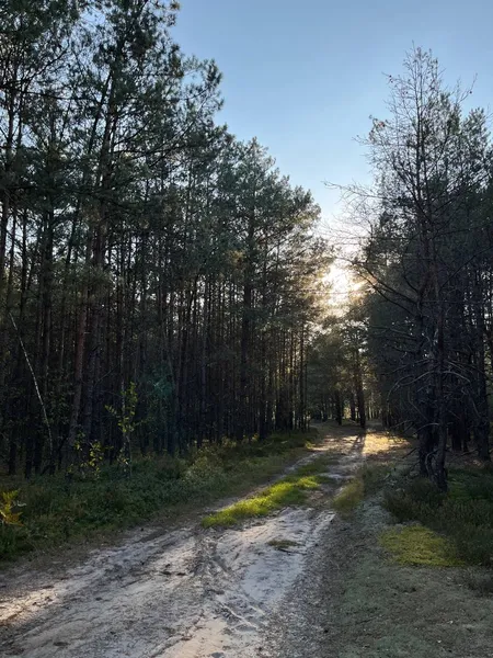 🍄 У якому лісі на Волині назбирали повний кошик білих грибочків (фото)