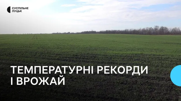 На Волині – температурні рекорди: як це вплине на вражай озимих (відео)
