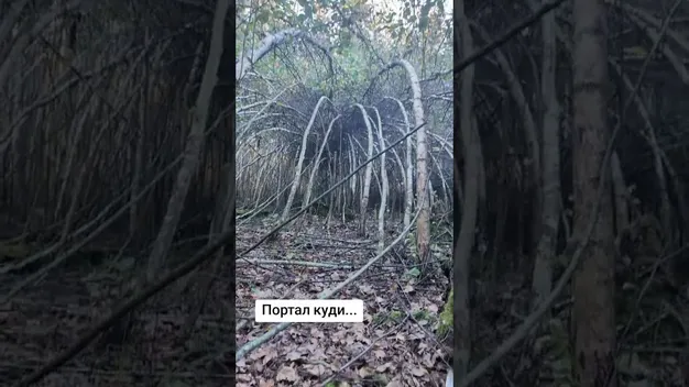 У лісі на Поліссі знайшли аномальну зону: молоді берези зігнулись до центру галявини (відео)