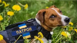 Пес Патрон і компанія: історії тварин, що стали відомими під час війни (фото)
