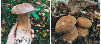 У яких лісах Волині вже завершується грибний сезон (фото)