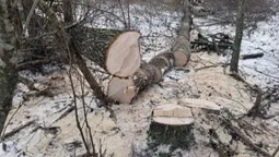 У нацпарку на Волині чоловік бензопилою зрізав дерева (фото)