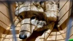 Під виглядом собаки: з України намагались незаконно вивезти вовків (фото, відео)