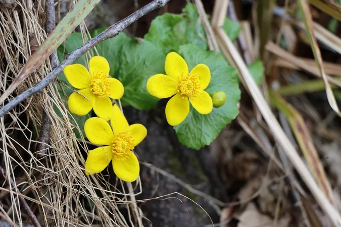 Під час екоекспедиції на Волині знайшли рідкісні скарби, які з'являються тільки весною (фото)