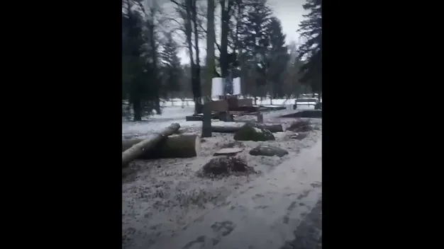 У Центральному парку Луцька позрізали багаторічні ялинки: для чого (відео)