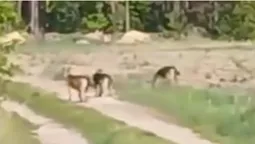 Волинянку нажахала зграя вовків біля села (відео)