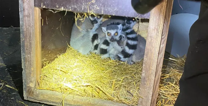 На Закарпатті прикордонники знайшли у бусі «короля Джуліана» (фото)