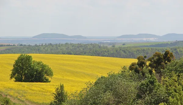 Вид на Кременецькі гори від Великих Садів. Фото Сергія Палька