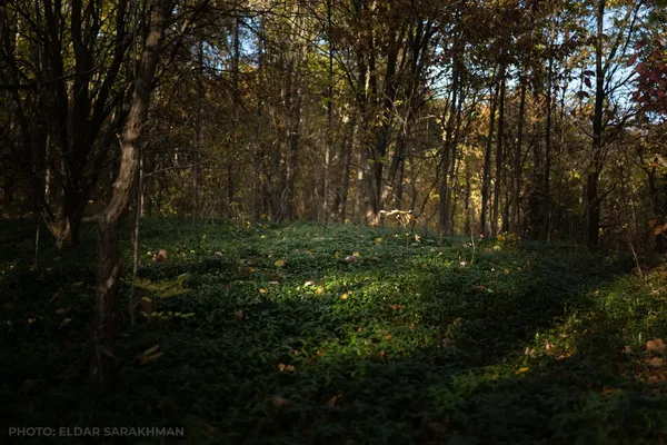 Старе кладовище в селі Кривчани на лисківському березі поросло барвінком