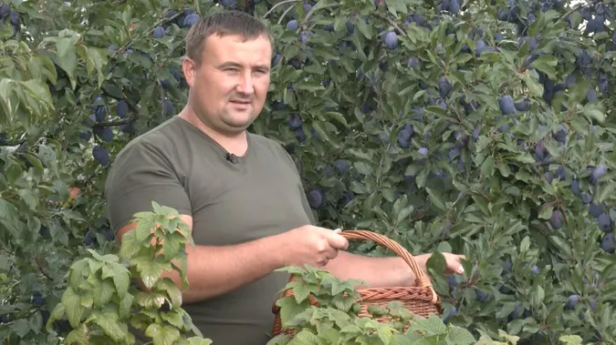 Сотні сортів фруктів та горіхів: сім'я на Волині доглядає унікальний сад (відео)