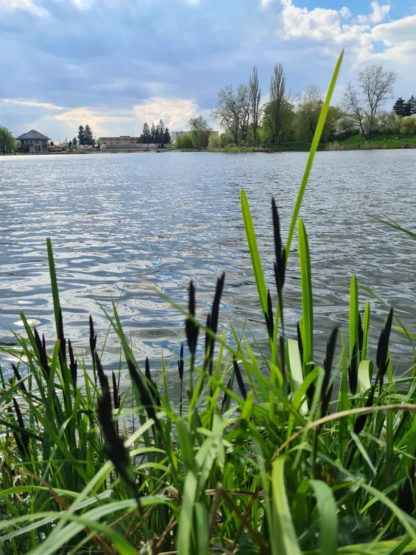Синьо, зелено і тихо: весна на Теремнівських ставках (фото)