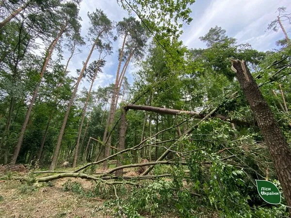 Буревій «пройшовся» по волинських лісах: показали, що залишилось після негоди (фото)